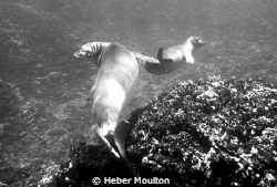 Two Hawaiian Monk Seals by Heber Moulton 